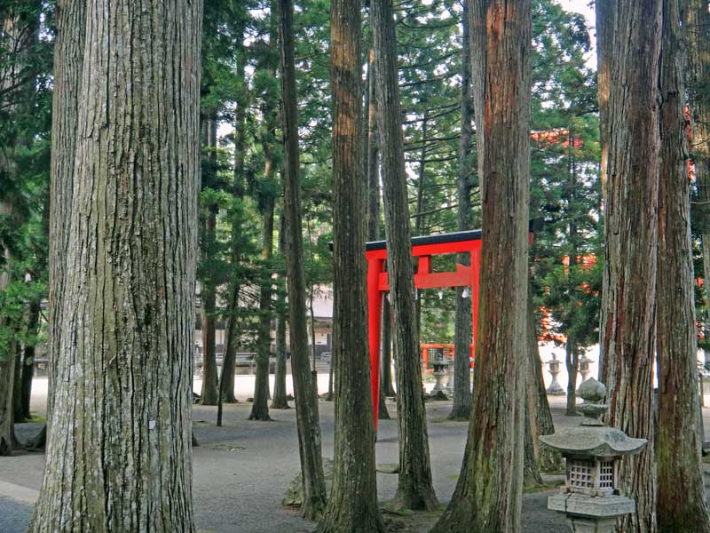 Torii gate amongst trees at koyasan danjogaran 