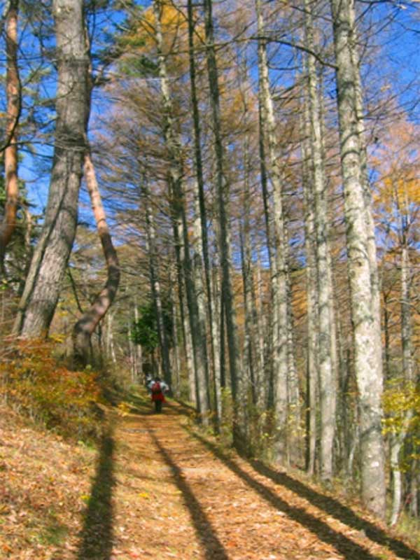 trail through torii pass woods