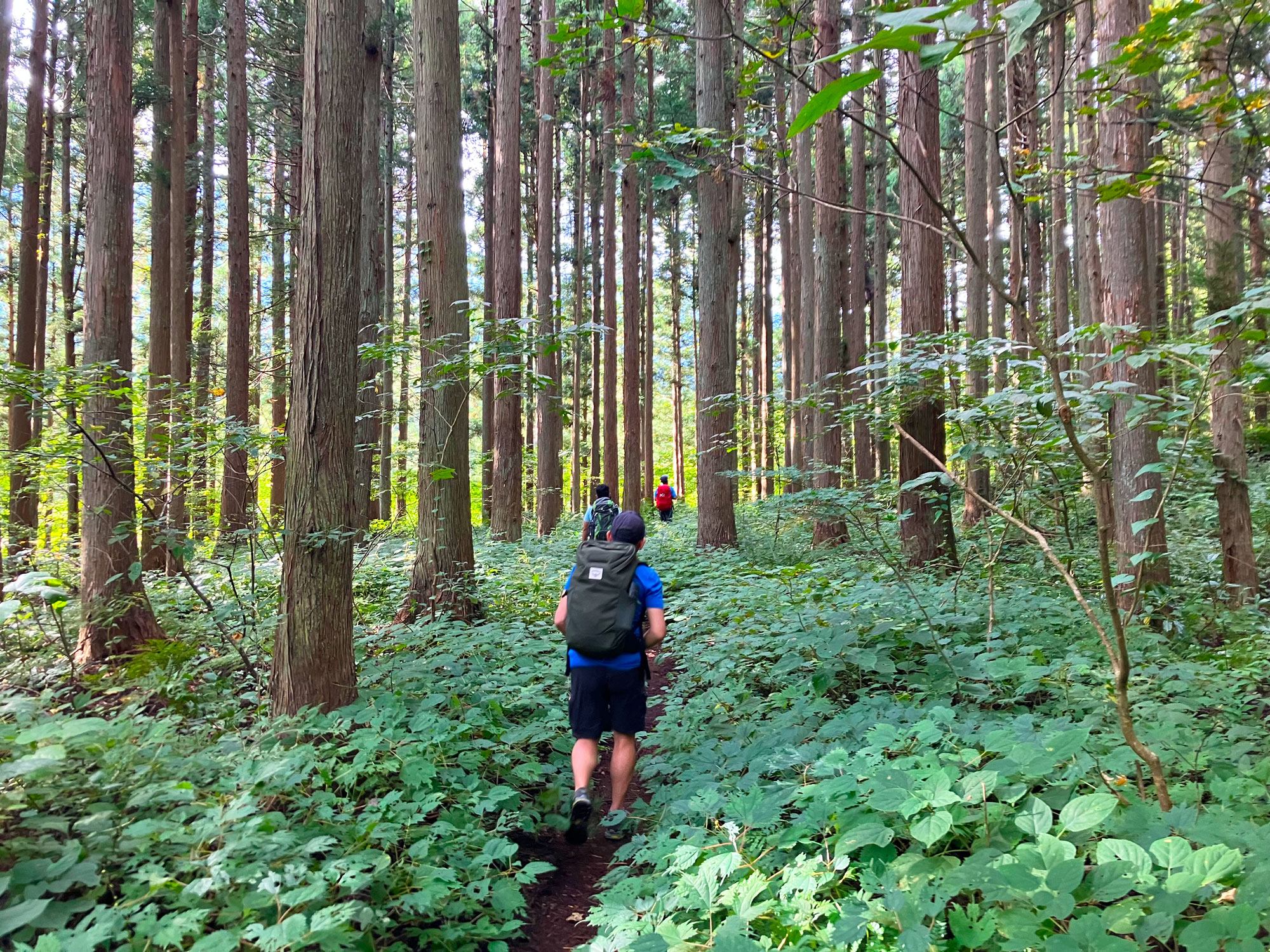 7_Self-guided-salt-road-nagano-hakuba-himekawa-genryu-forest-path.jpg