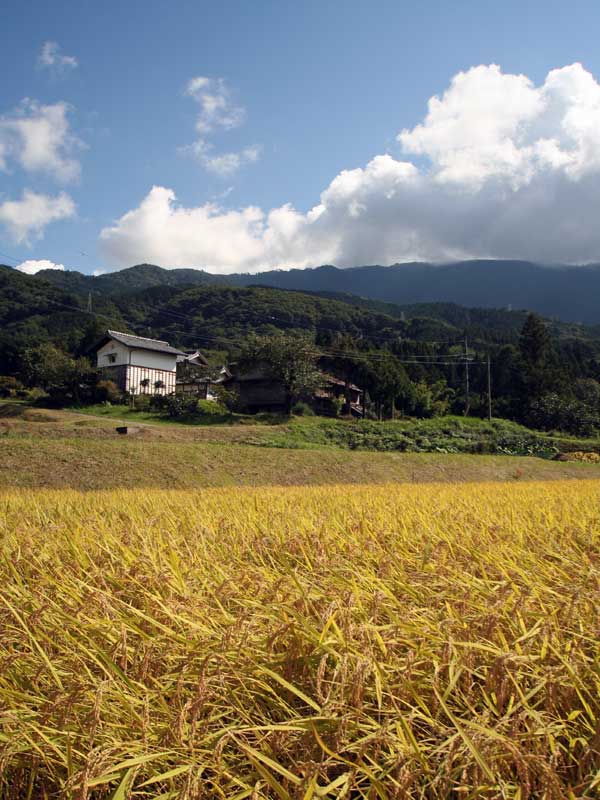 rice fields near Nennoue