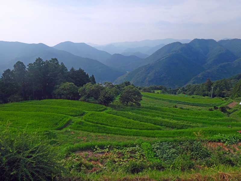 Takahara hamlet stepped fields