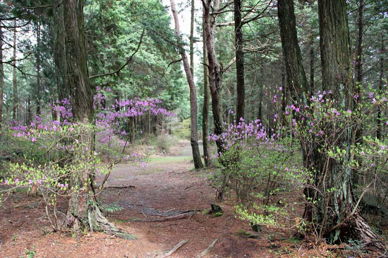 purple flowers tsutsuji in the woods 