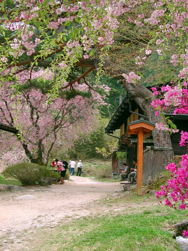 Cherry blossom at teahouse on Nakasendo trail near o-tsumago