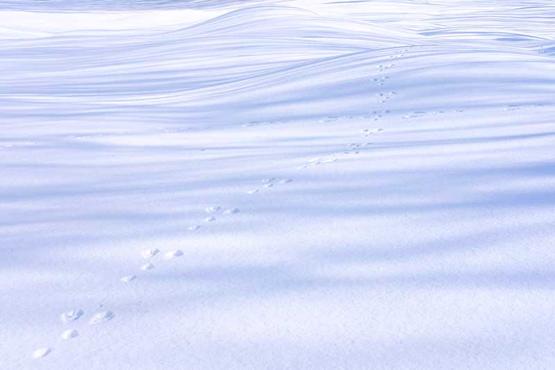 TSST_10_footsteps_in_snow.jpg