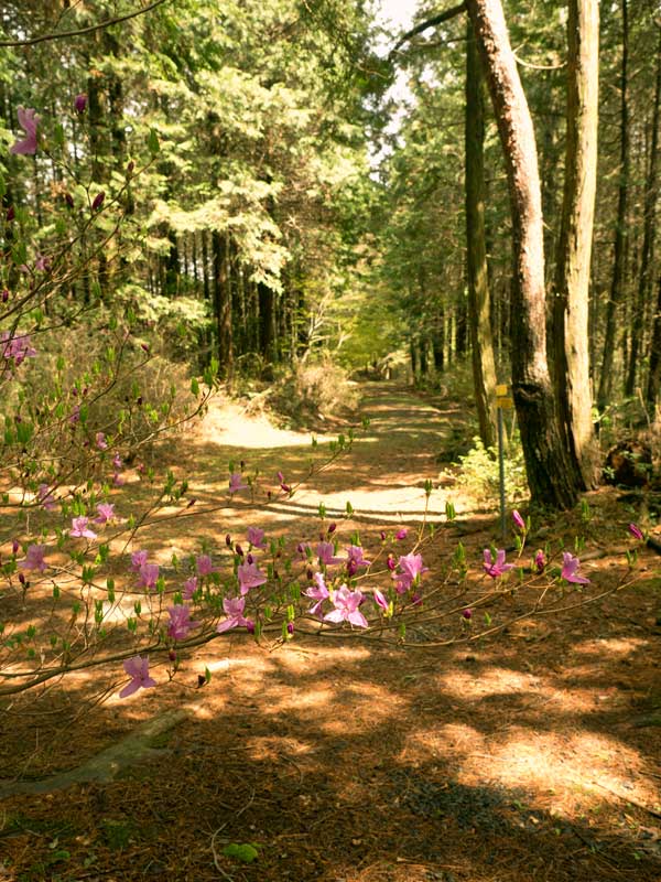 Nakasendo Wayfarer trail through woods with tsutsuji flowers