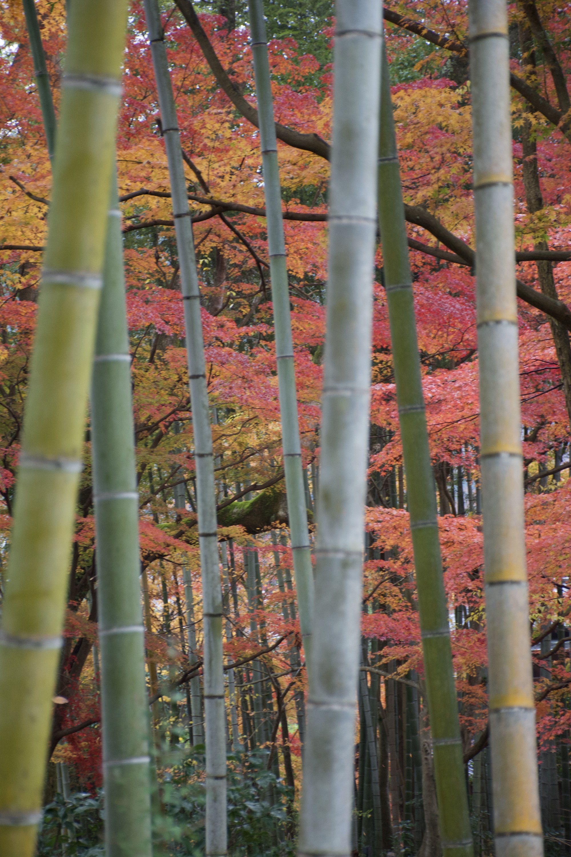 15_Self_Guided_Izu_Wayfarer_Autumn_in_Izu_Peninsula_Bamboo_forest.jpg